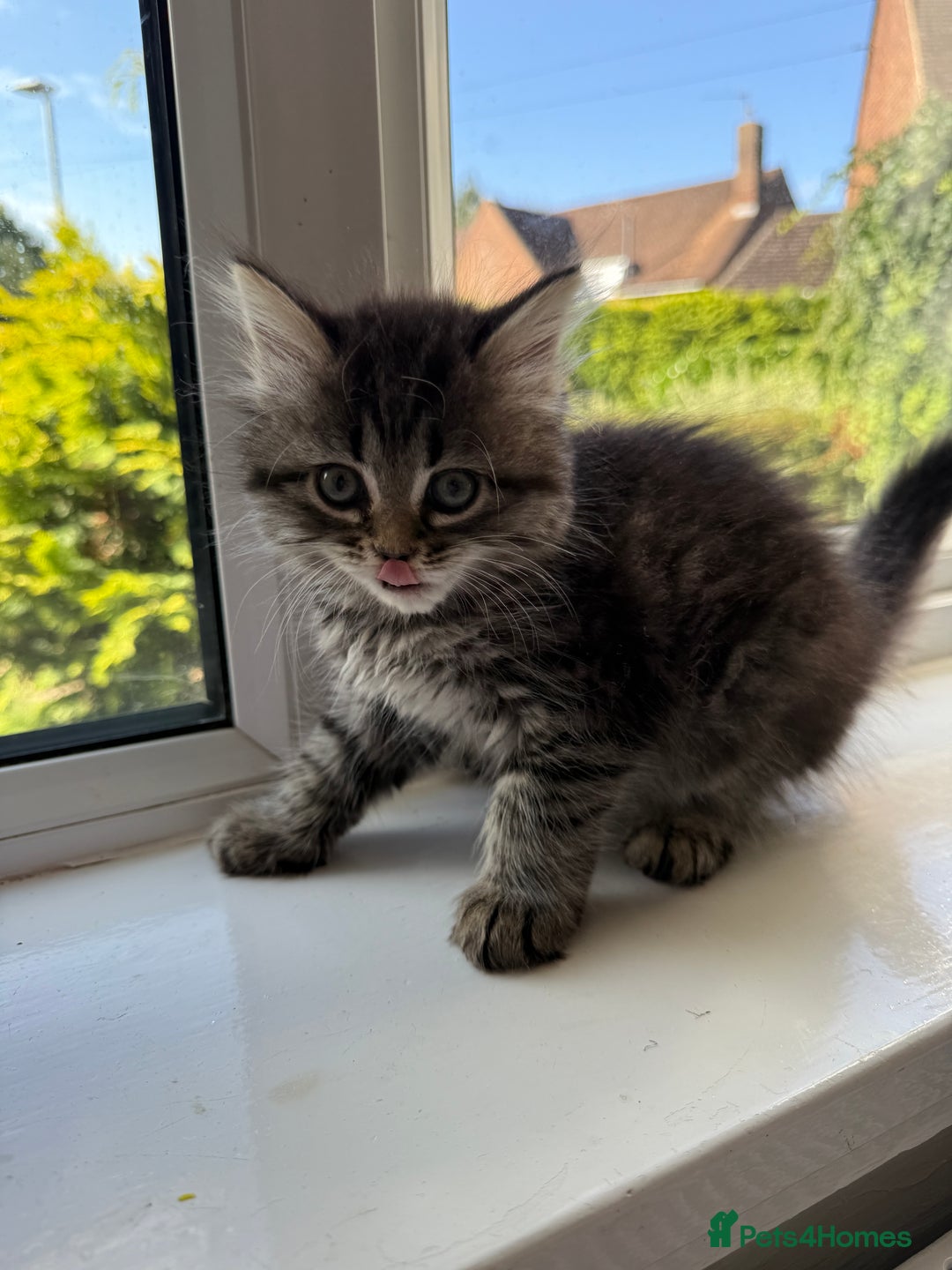 Persian cats for sale: Persian / British shorthair mix 🩷8 weeks old 🩷 - Image 24