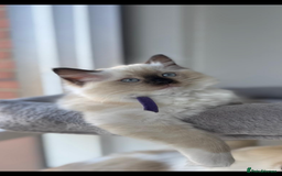 Ragdoll cats for sale: Available Now! GCCFReg   - Image 11