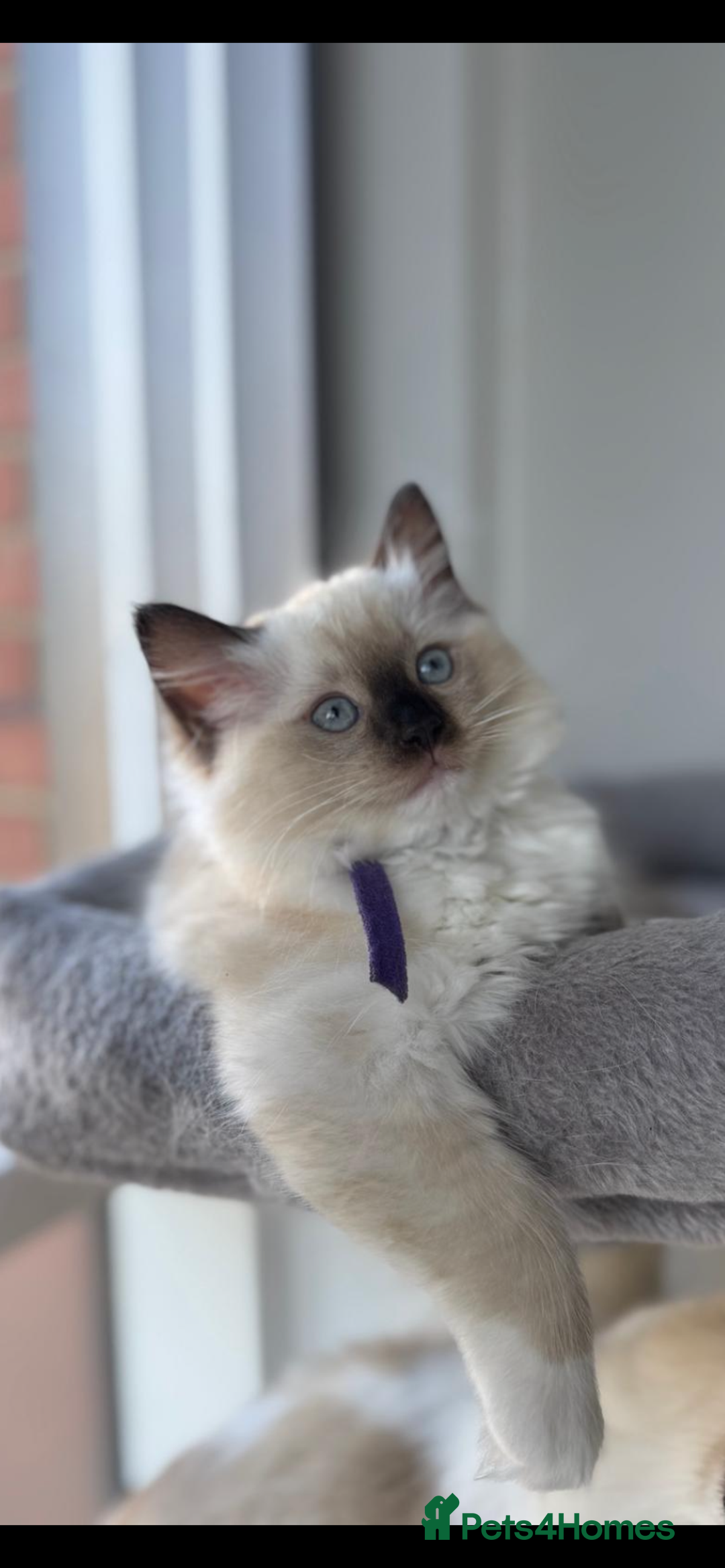 Ragdoll cats for sale: Available Now! GCCFReg   - Image 11