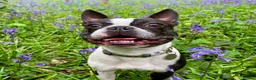 Boston Terrier dogs for stud: Small Proven Boston Terrier Stud in Doncaster - Advert 1