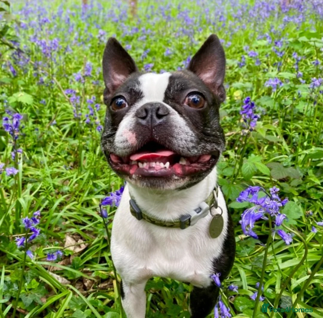 Boston Terrier dogs for stud: Small Proven Boston Terrier Stud in Doncaster - Advert 1
