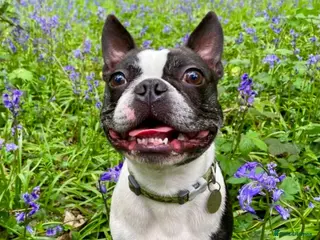 Boston Terrier dogs Small Proven Boston Terrier Stud in Doncaster - Advert 2