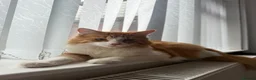 Mixed Breed cats for sale: Simba <3 in Coventry - Advert 2