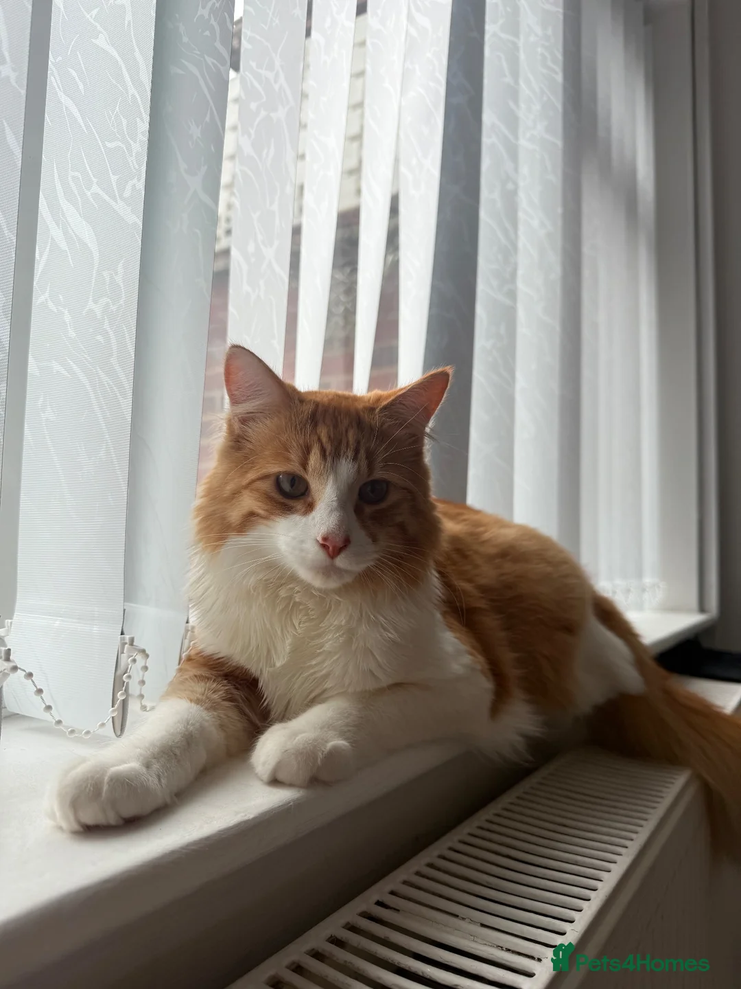 Mixed Breed cats for sale: Simba <3 in Coventry - Advert 2