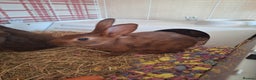 Belgian Hares rabbits for sale: Pure Belgian Hare babies for sale - Advert 7