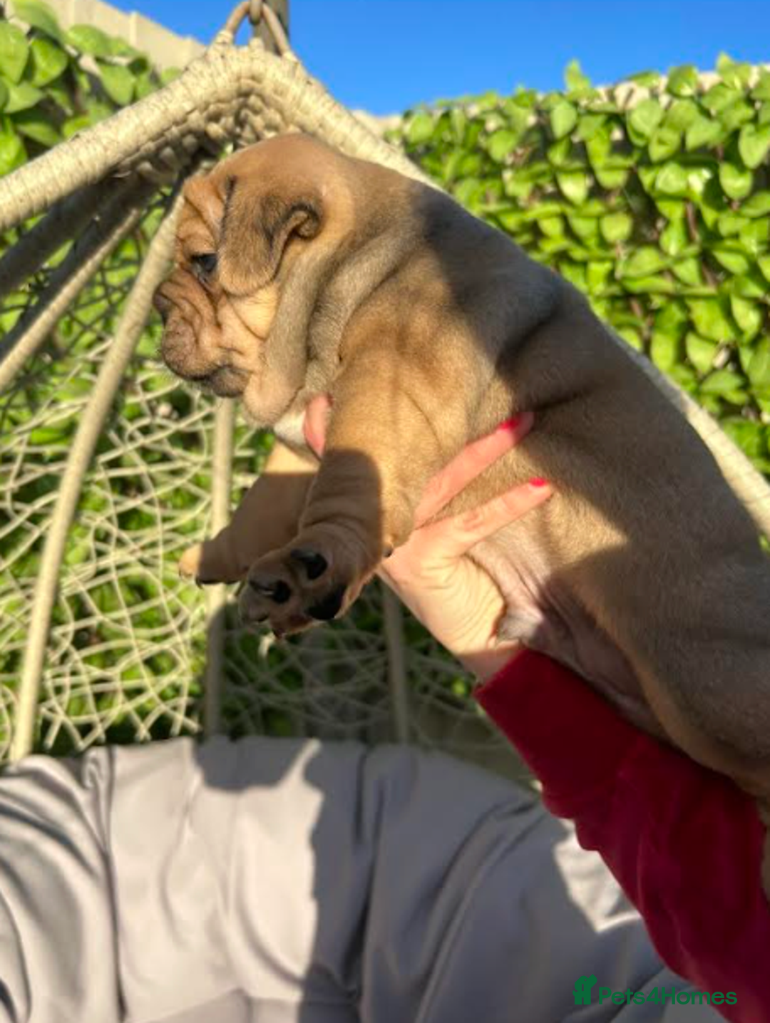 Olde English Bulldogge dogs for sale: Chocolate & Tan Olde English Bulldog Puppies  - Advert 3