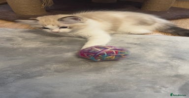 Ragdoll cats ✨ Gorgeous Ragdoll Kittens ✨ - Advert 6
