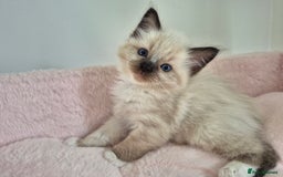 Ragdoll cats for sale: Ragdoll Kittens - Image 10