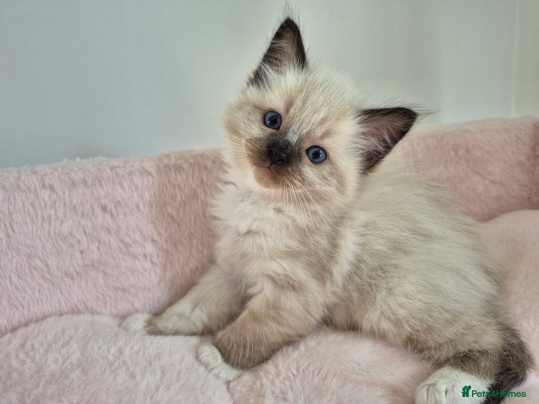 Ragdoll cats for sale: Ragdoll Kittens - Image 10
