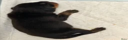 Rottweiler dogs for sale: Rottweiler pups - Advert 2