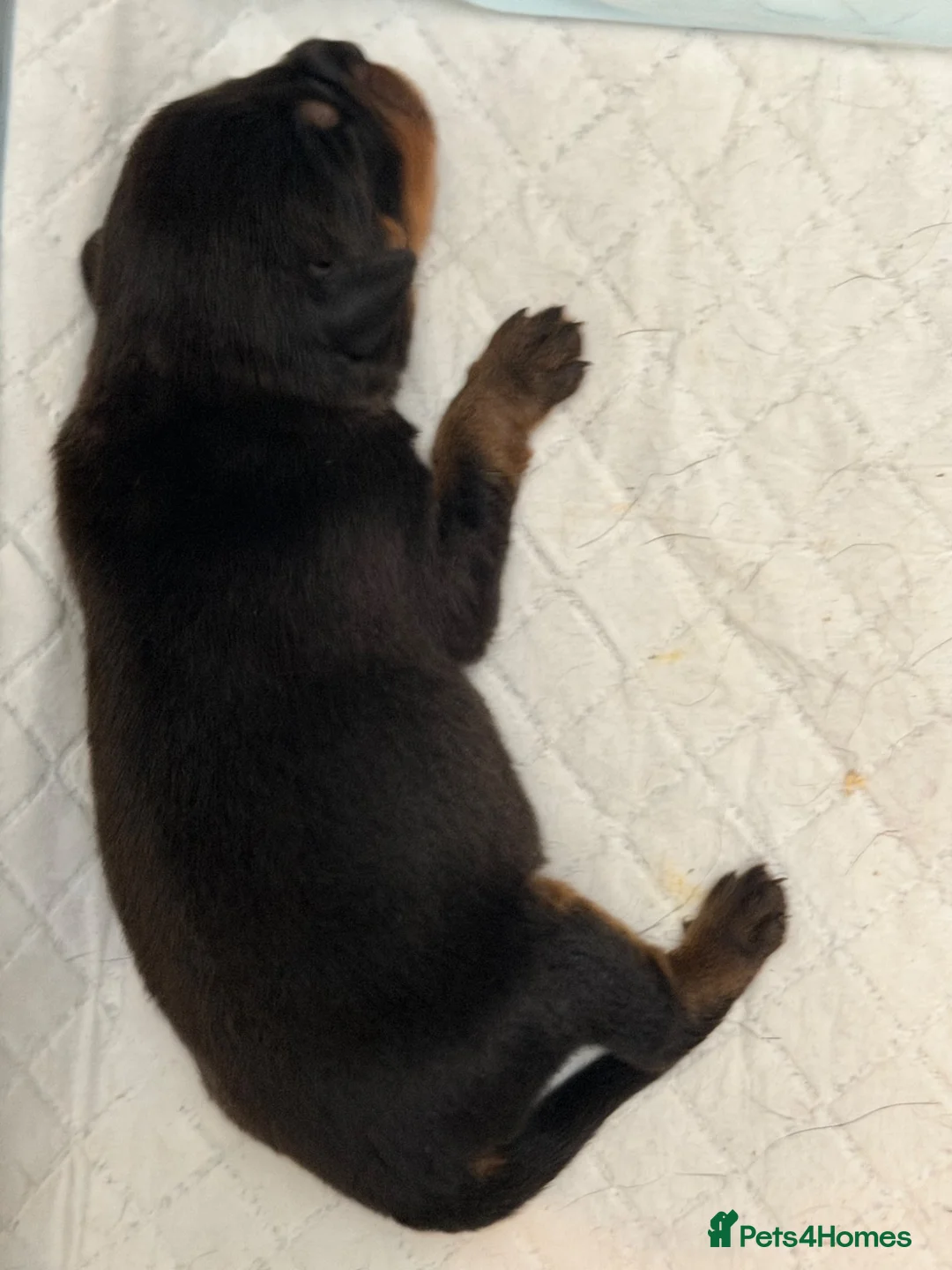 Rottweiler dogs for sale: Rottweiler pups - Advert 2