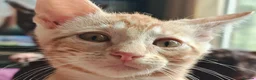 Mixed Breed cats for sale: Best Friends in Training! Bengal x sphynx  - Advert 4