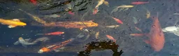 Pond Fish fish for sale: Beautiful Koi and Goldfish to be rehomed in Peacehaven - Advert 2