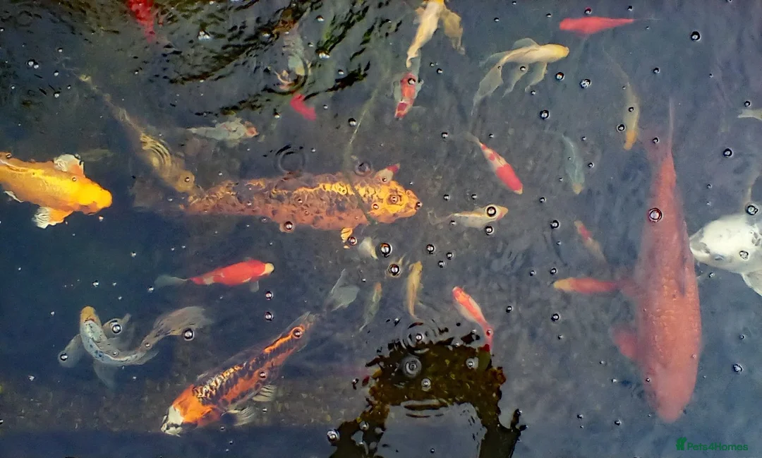 Pond Fish fish for sale: Beautiful Koi and Goldfish to be rehomed in Peacehaven - Advert 2
