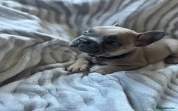 French Bulldog dogs for sale: French bulldog puppies - Image 5