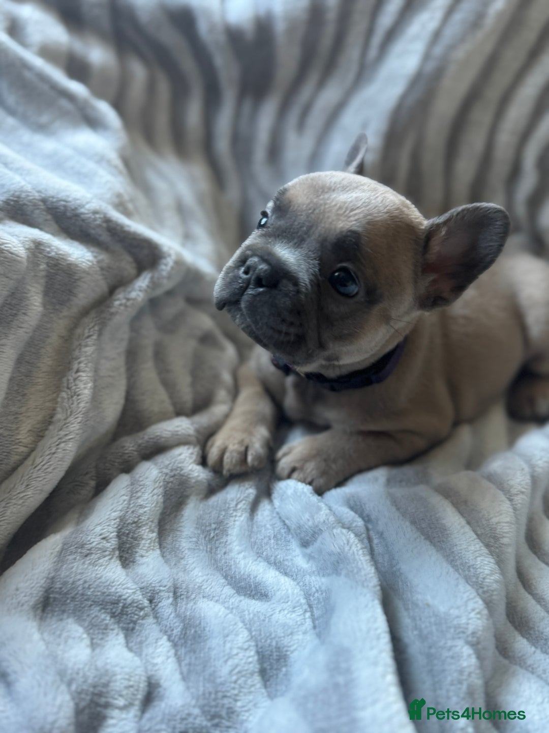 French Bulldog dogs for sale: French bulldog puppies - Image 5