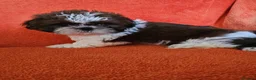 Shih Tzu dogs for sale: Royal Kennel Club registered standard shih tzu pup - Advert 4