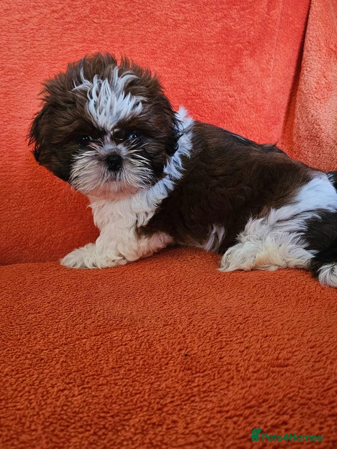 Shih Tzu dogs for sale: Royal Kennel Club registered standard shih tzu pup - Advert 1