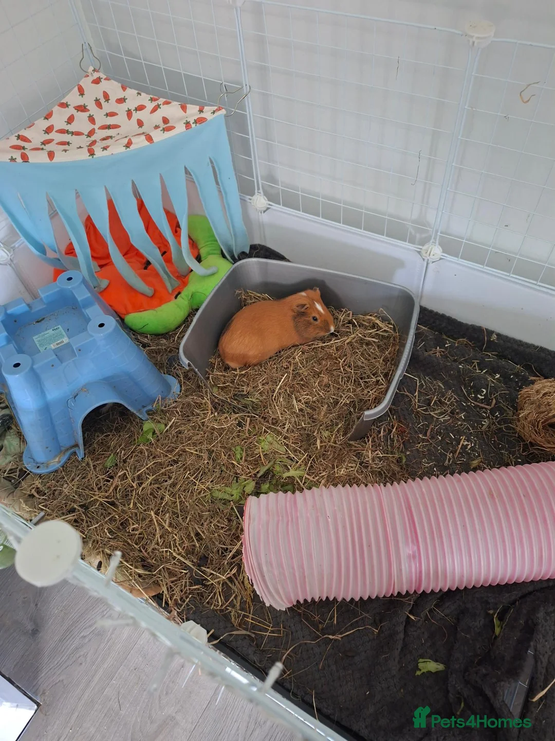 Guinea Pig rodents for sale: 2 male guinea pigs - Advert 2