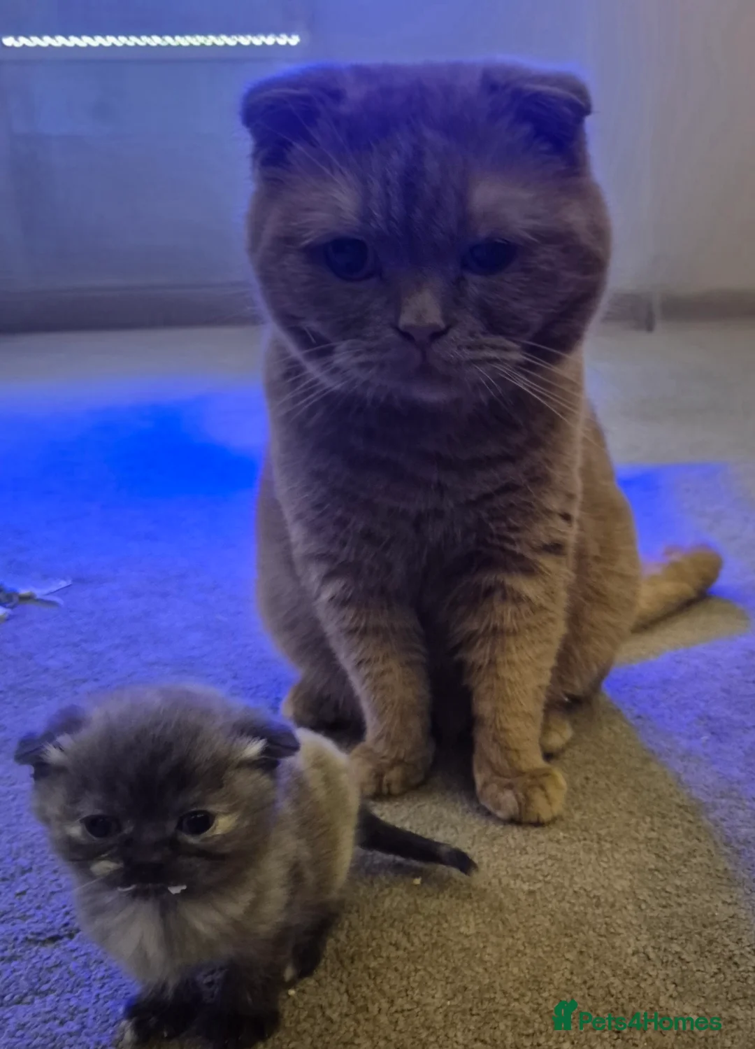 Scottish Fold cats for sale: *Reduced*TICA REGISTERED  - Advert 8