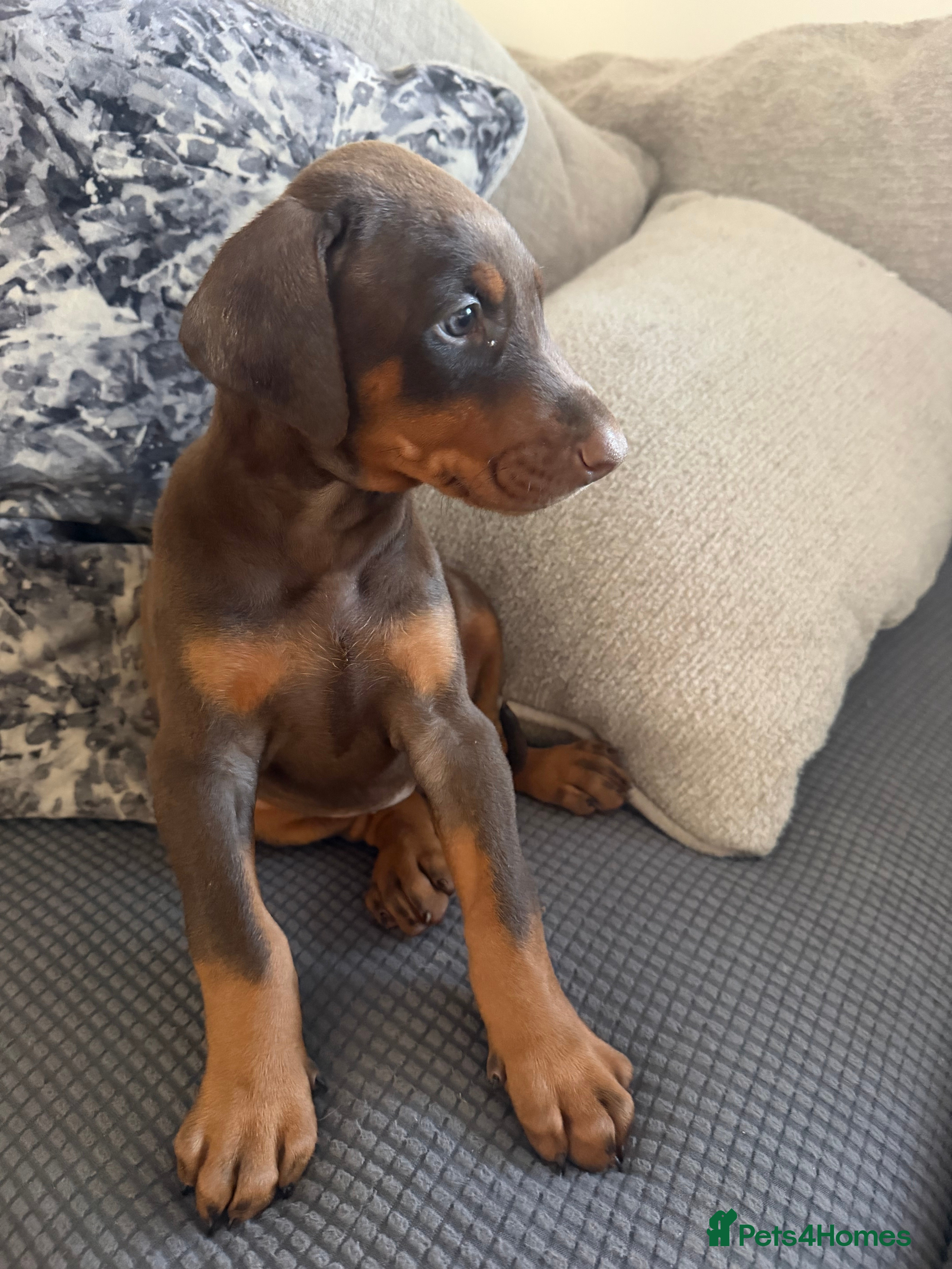 Dobermann dogs 12 stunning Doberman puppies - Advert 2