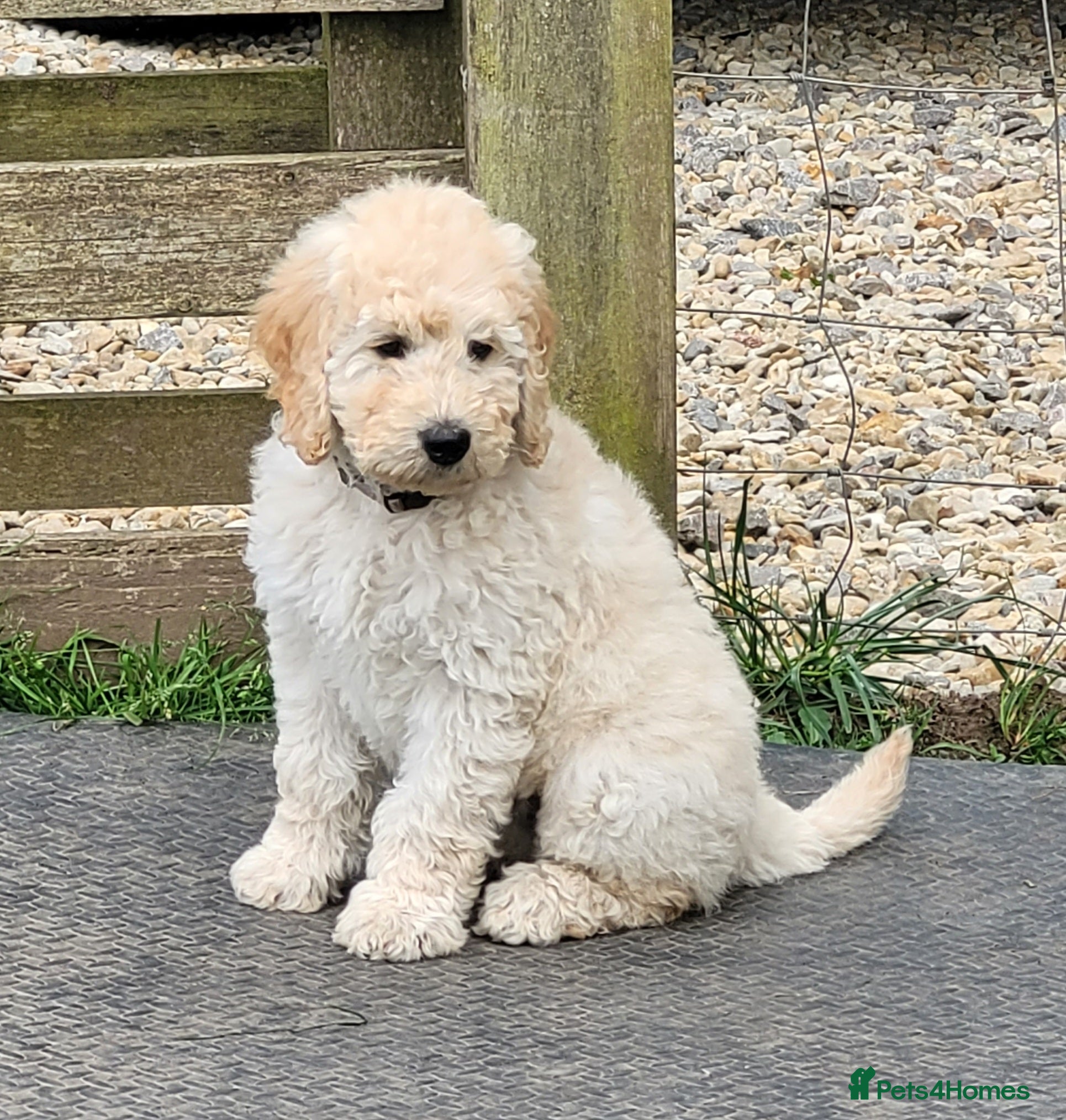 Mini Goldendoodle dogs Miniature Goldendoodle Puppies  - Advert 3