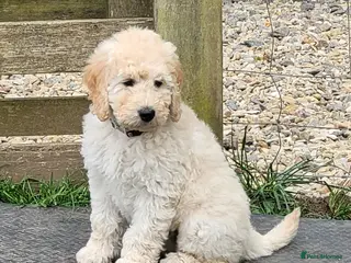 Mini Goldendoodle dogs Miniature Goldendoodle Puppies - Advert 1