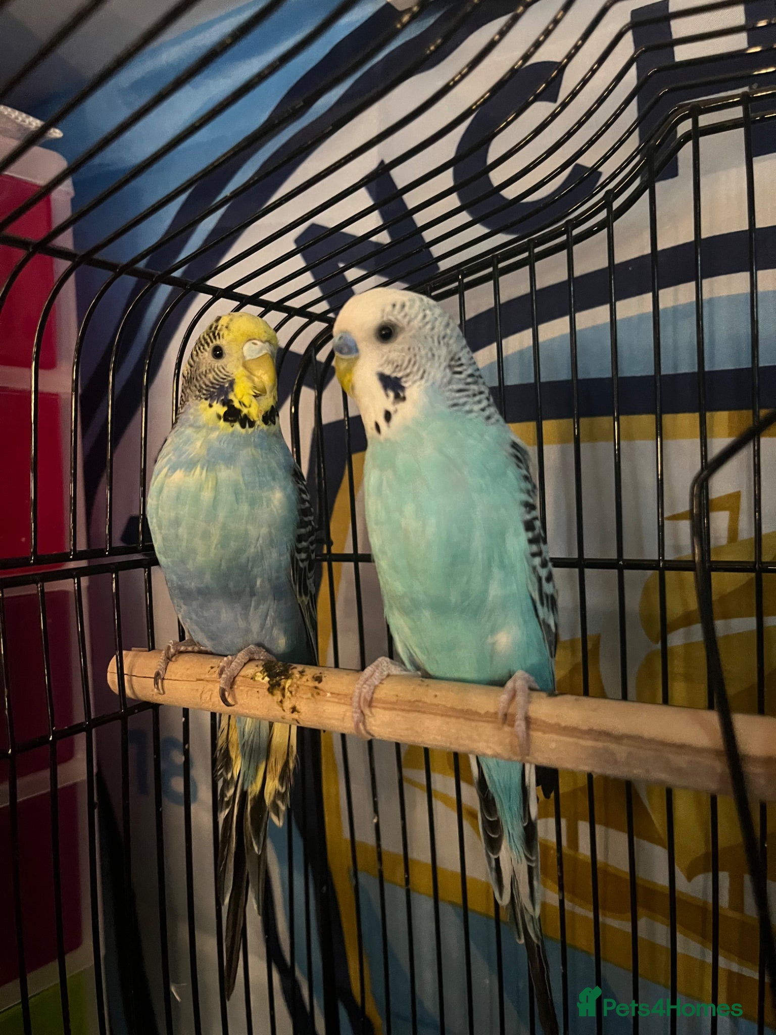 Budgerigars birds Budgies - Advert 1