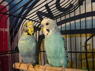 Budgerigars birds Budgies - Advert 1