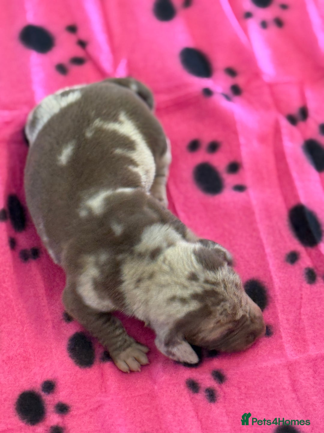 Miniature Dachshund dogs for sale: BEAUTIFUL KENNEL CLUB MINIATURE DACSHUND !! - Advert 4