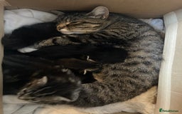 Mixed Breed cats for sale: Beautiful family friendly kittens - Image 5