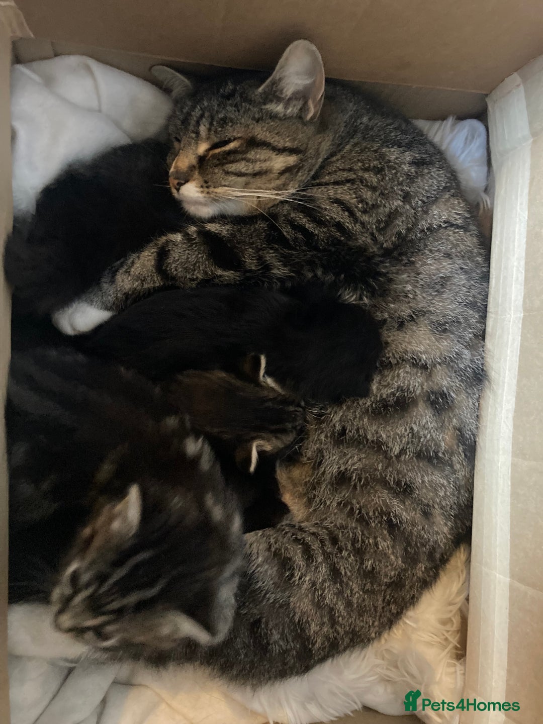 Mixed Breed cats for sale: Beautiful family friendly kittens - Image 5