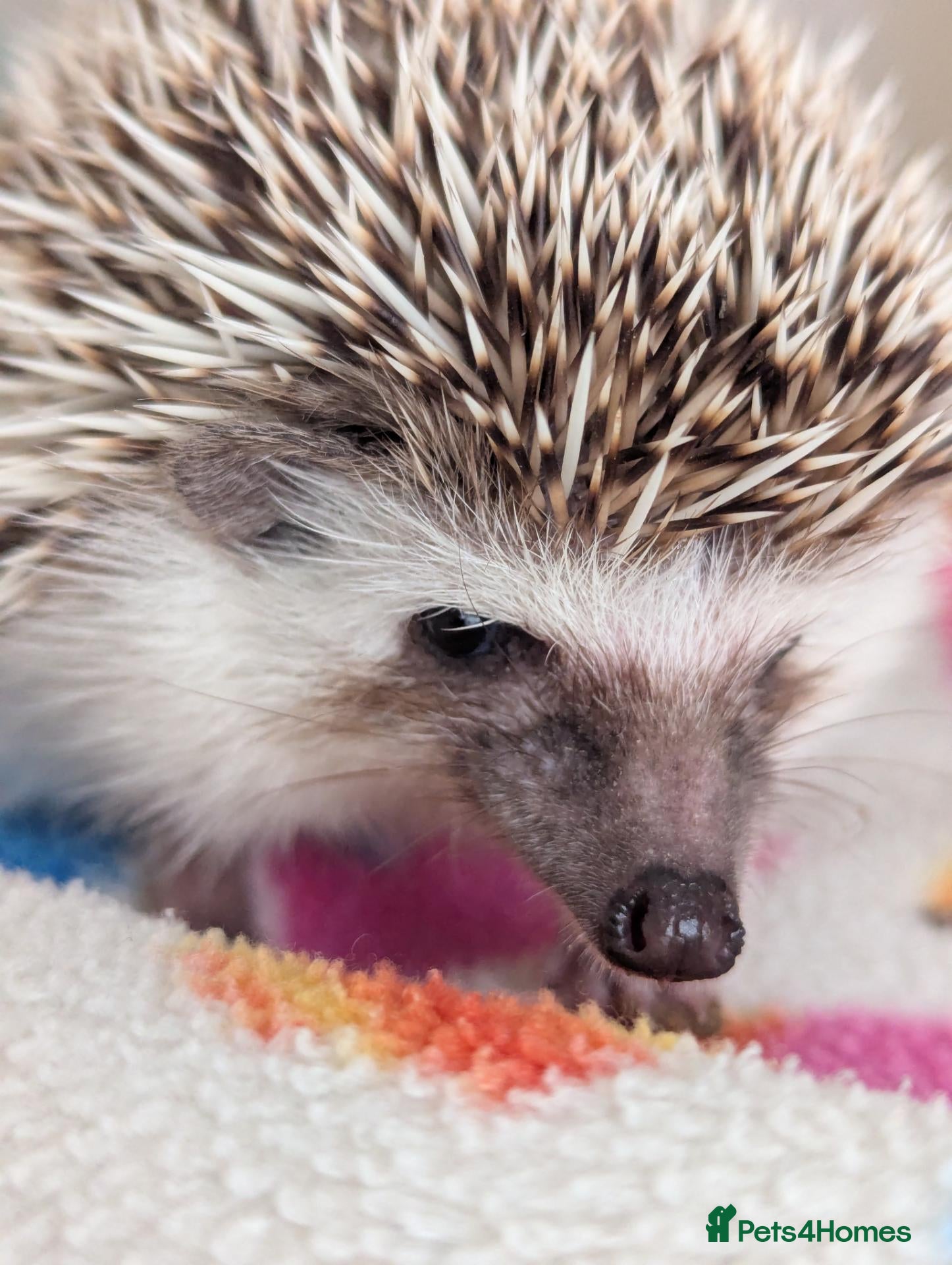 Pygmy Hedgehog rodents for sale: Friendly Male/Female 14 weeks old. ONLY £150 - Advert 2