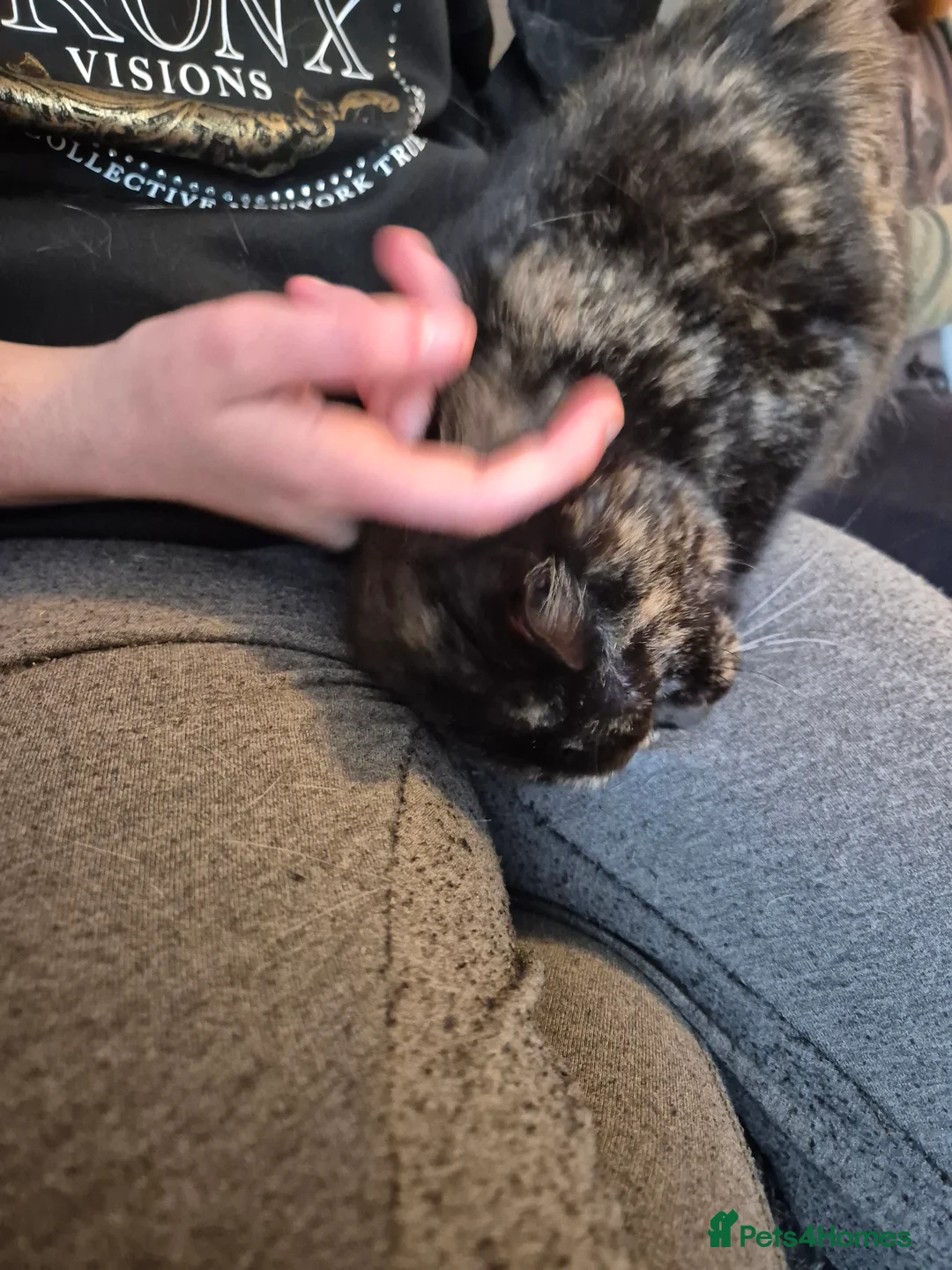 Selkirk Rex cats for sale: Pedigree tica reg black tortie neutered  - Advert 2