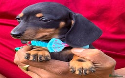 Miniature Dachshund dogs for sale: 🩷Tiny Babies Can’t wait to Go Home🩷 - Image 6