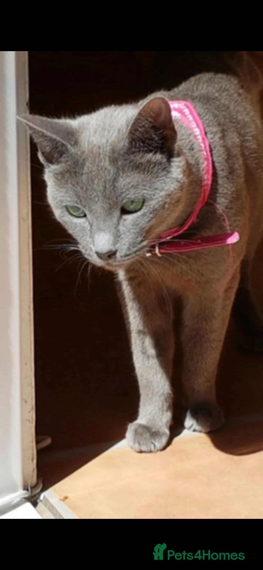 Russian Blue cats for sale: Full pedigree R/B girl  - Advert 5
