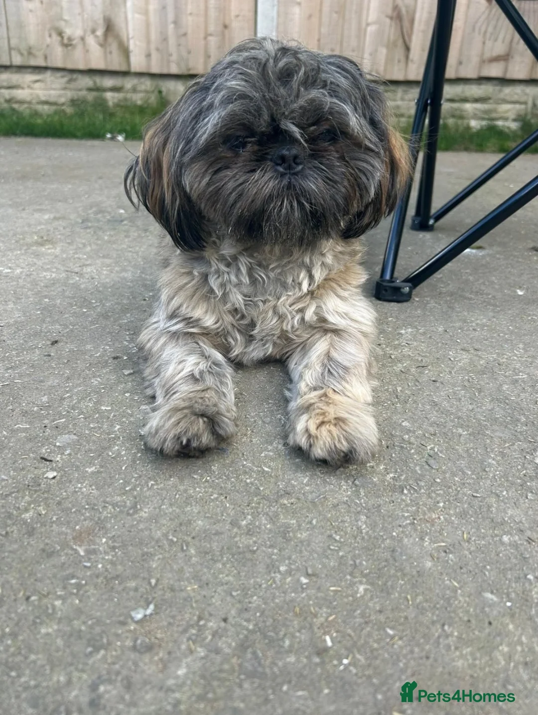 Shih Tzu dogs for stud: Shih Tzu For Stud - Advert 1
