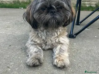 Shih Tzu dogs Shih Tzu For Stud - Advert 1