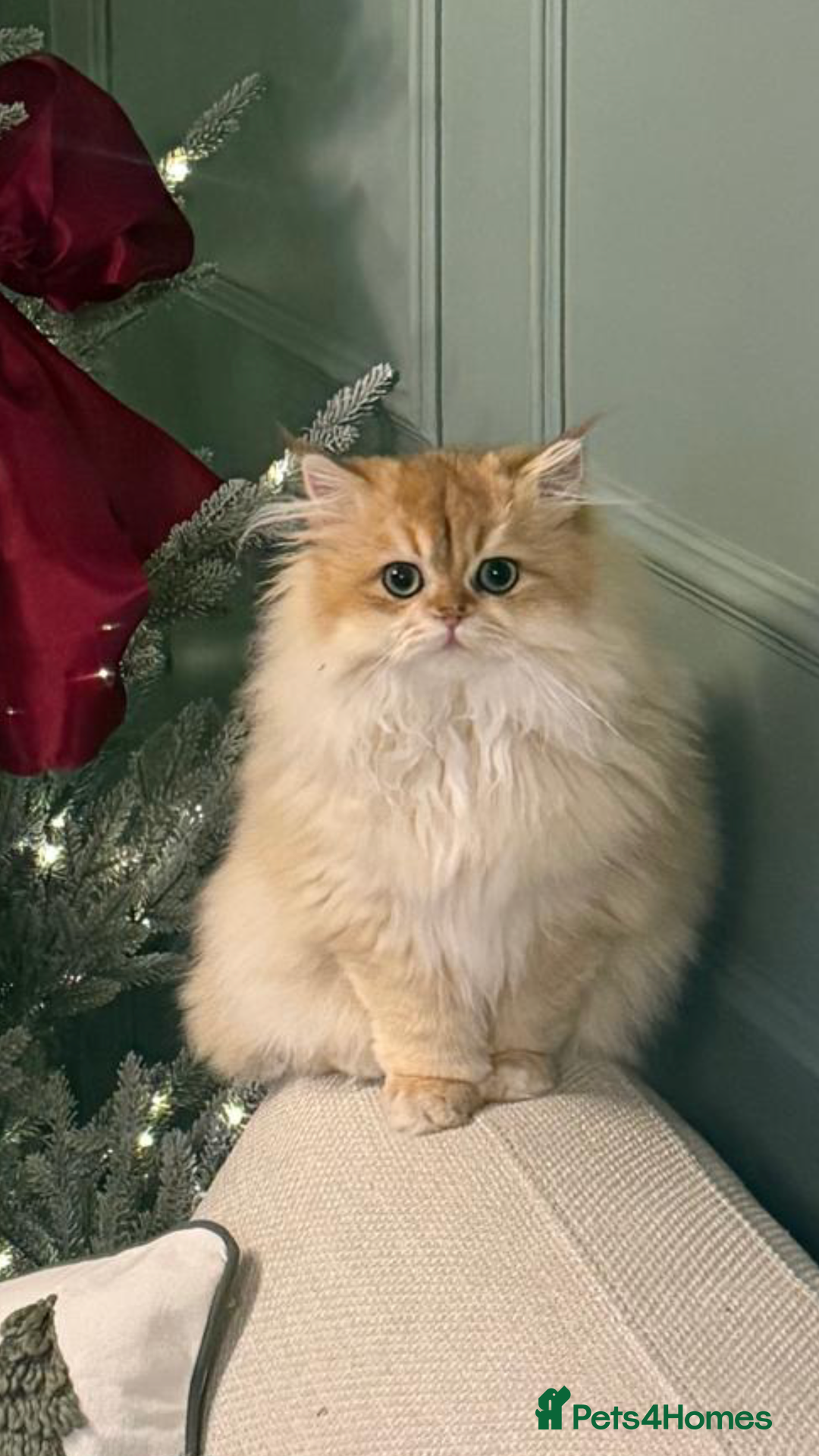 British Shorthair cats for sale: Last boy - superb pedigree and clear genetic tests - Advert 21