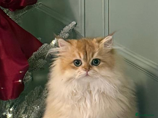 British Shorthair cats Last boy - superb pedigree and clear genetic tests - Advert 1