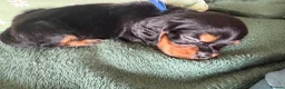 Cockalier dogs for sale: Beautiful, health tested cockalier puppies.  - Advert 7