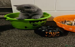 British Shorthair cats for sale: British Blues 🐻💙 - Image 19