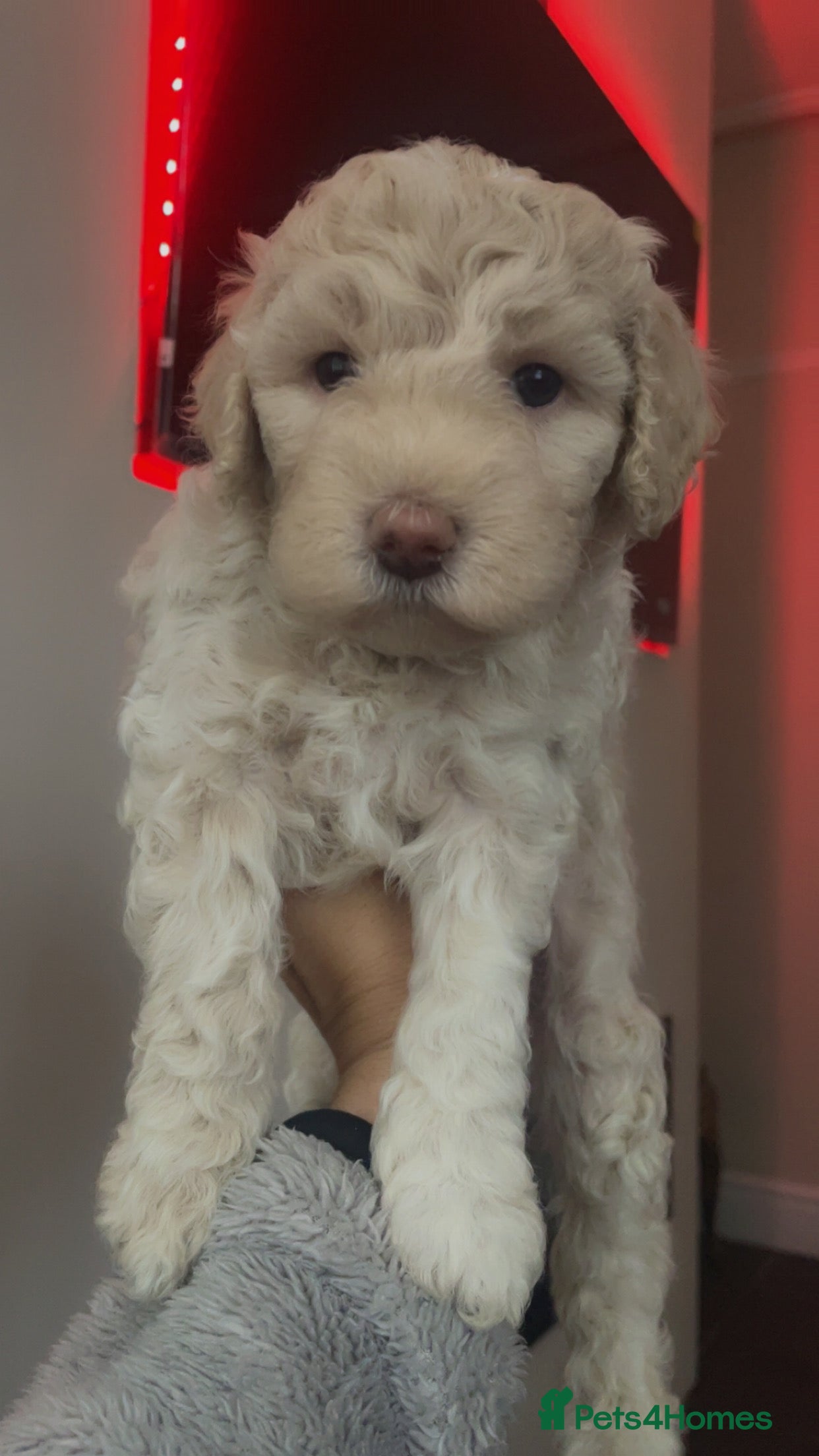 Poochon dogs for sale: Ready to leave NOW poochons🐶❤️ - Advert 23