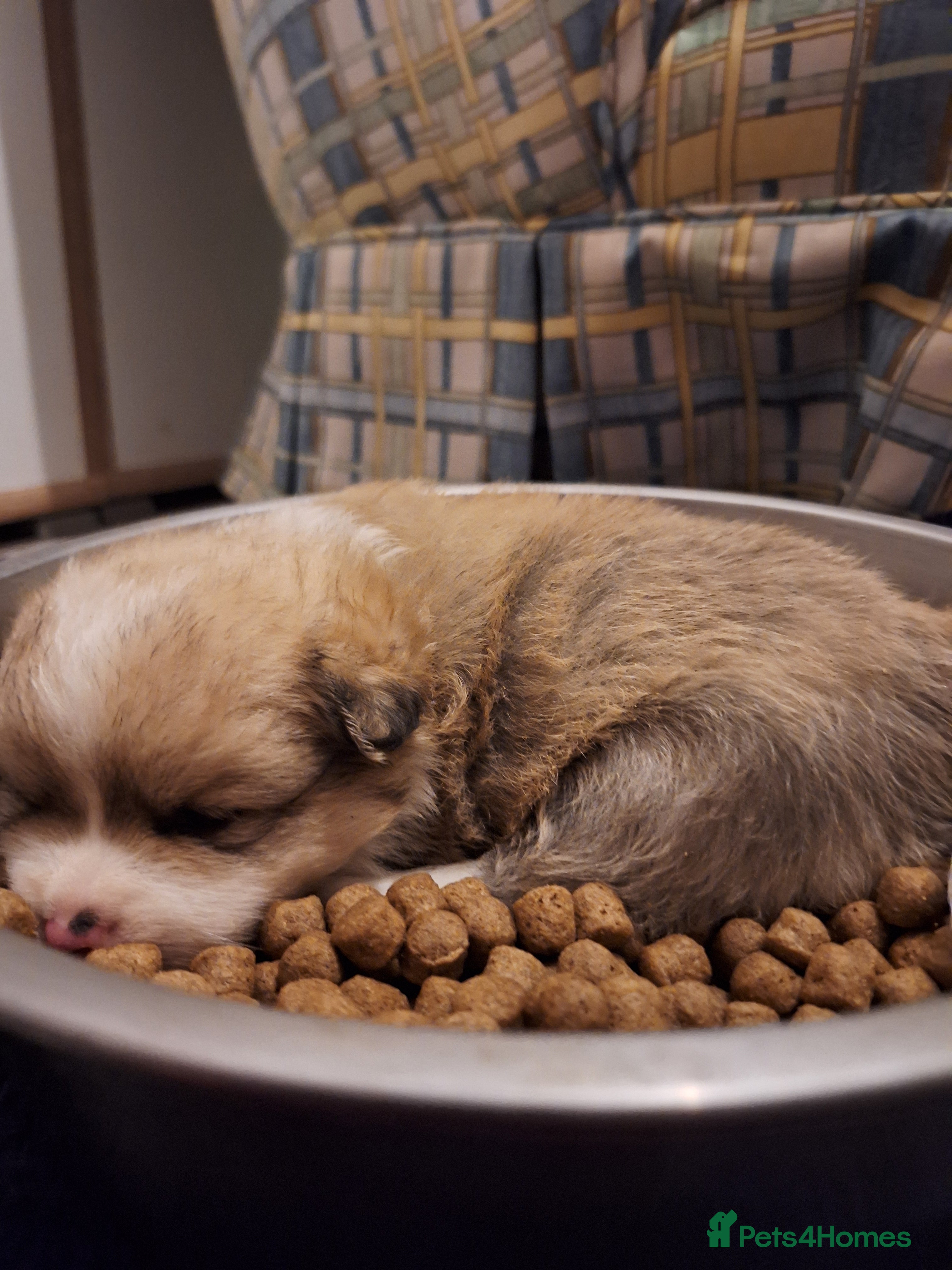 Pomeranian dogs Little cuties - Advert 1