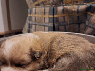 Pomeranian dogs Little cuties - Advert 1