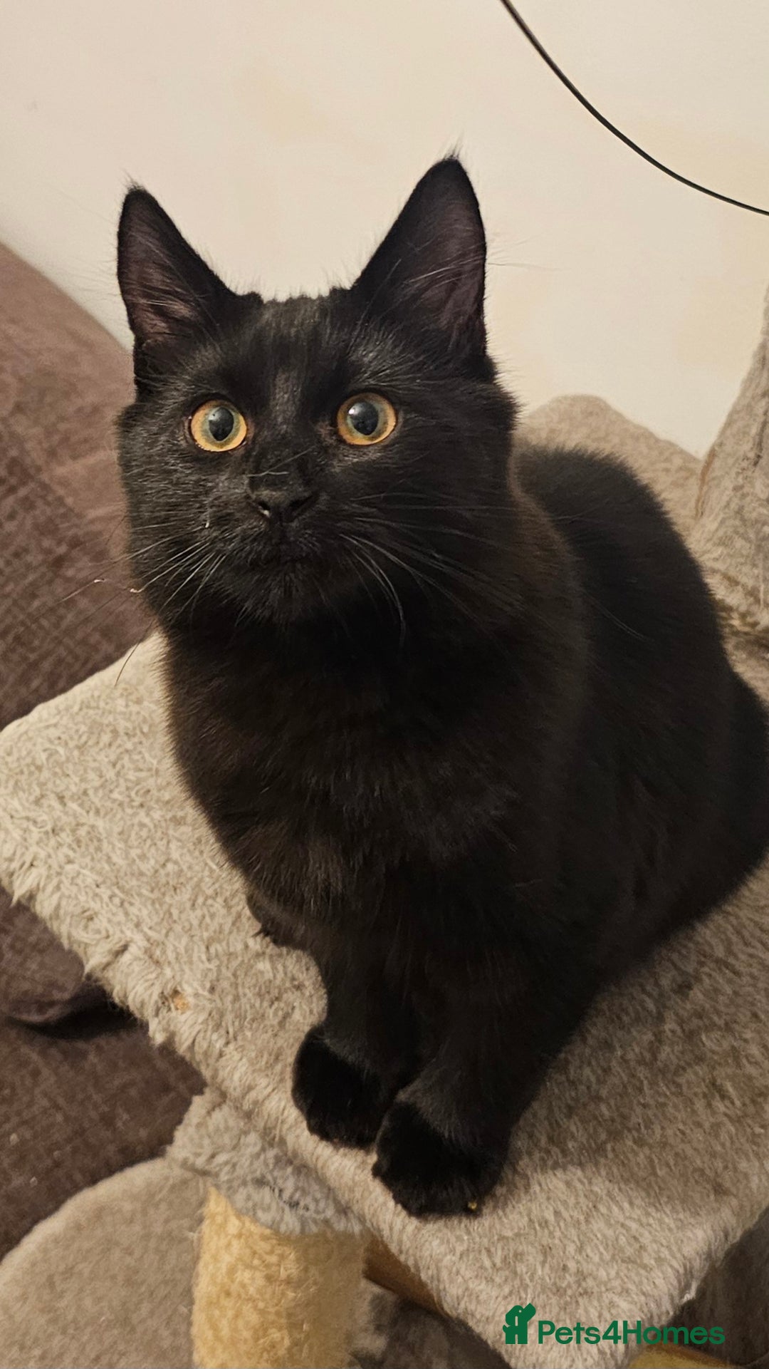 Mixed Breed cats for sale: 2 gorgeous black long haired girls - Image 4