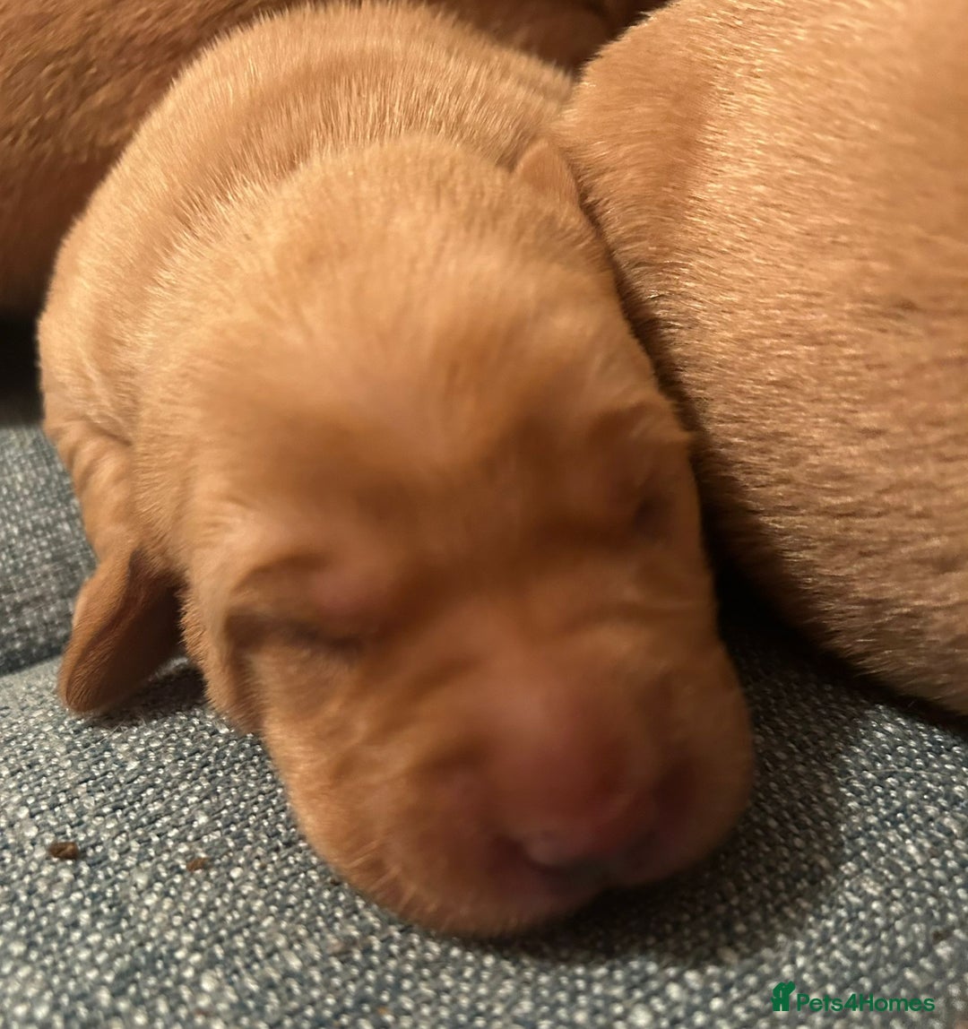 Labrador Retriever dogs for sale: Fox Red, Health Tested, KC Reg Lab Puppies - Advert 13