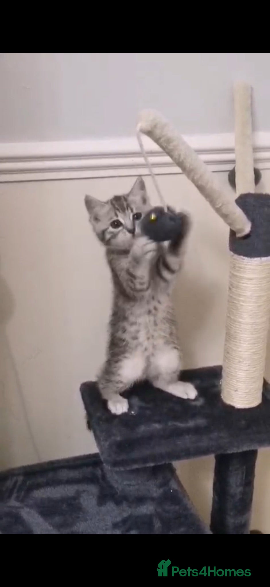 Mixed Breed cats Kitten for sale - Advert 2