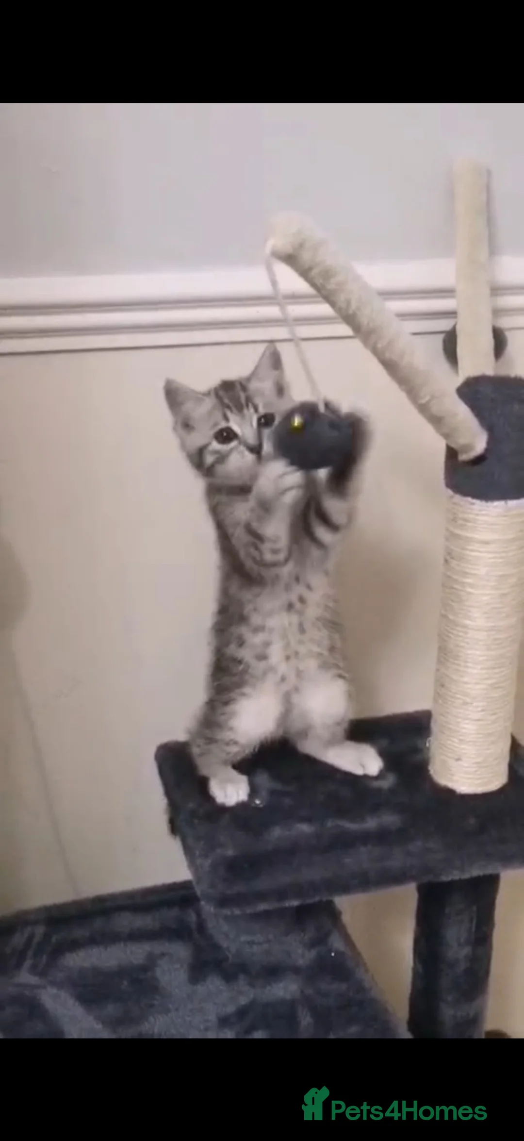 Mixed Breed cats for sale: Kitten for sale - Advert 1