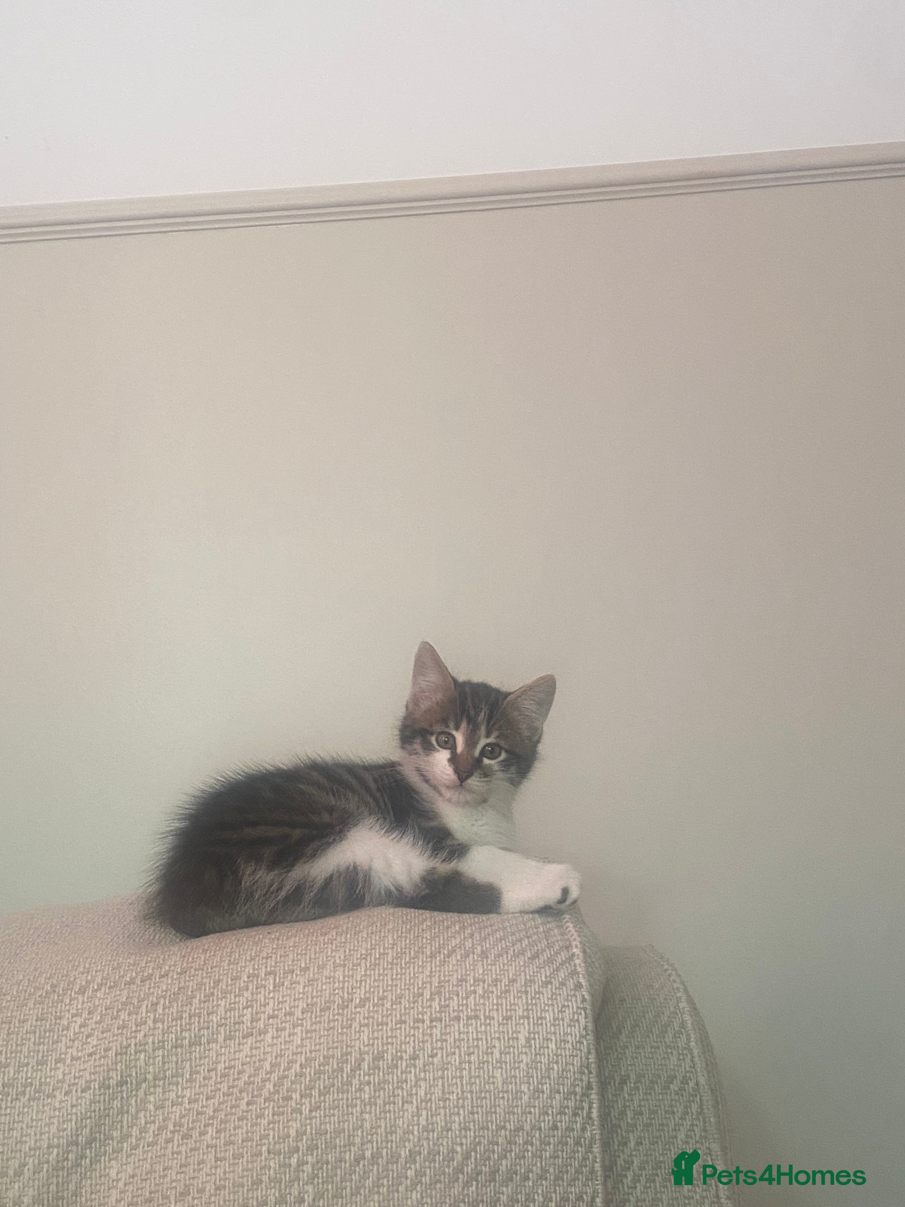 Norwegian Forest Cat cats Our special boy - Advert 1